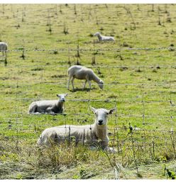 Grillage à mouton noué...